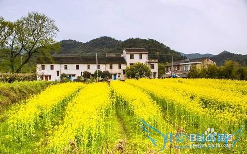 今年清明节去那里?