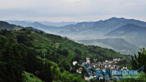 今年清明节去那里?