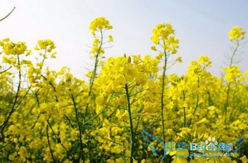 今年清明节去那里?