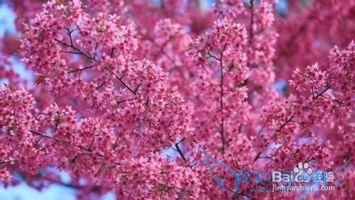 南涧樱花谷 旅游攻略