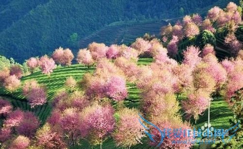 南涧樱花谷 旅游攻略