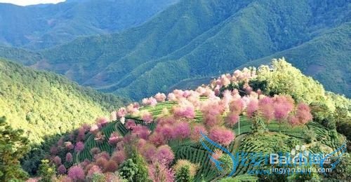 南涧樱花谷 旅游攻略