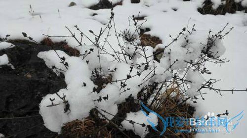 丽江雪季旅游攻略