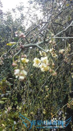 丽江雪季旅游攻略
