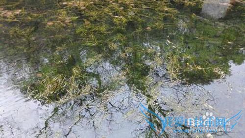 丽江雪季旅游攻略