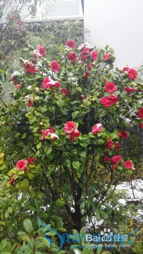 丽江雪季旅游攻略