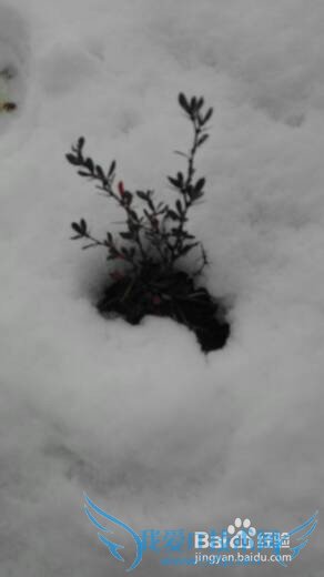 丽江雪季旅游攻略