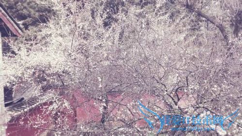 丽江雪季旅游攻略