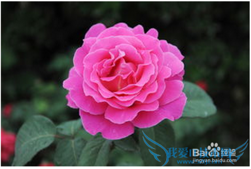 清明小长假,自驾赏花攻略