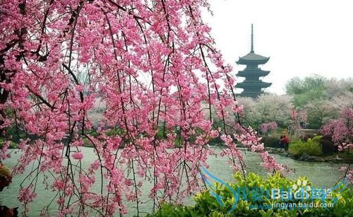 清明小长假,自驾赏花攻略