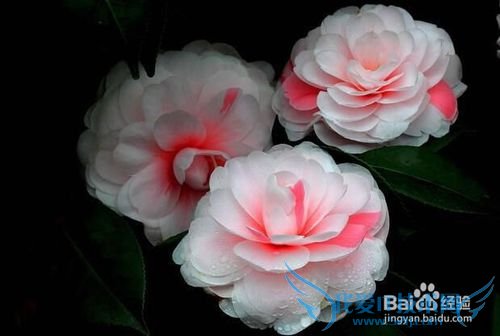 清明小长假,自驾赏花攻略