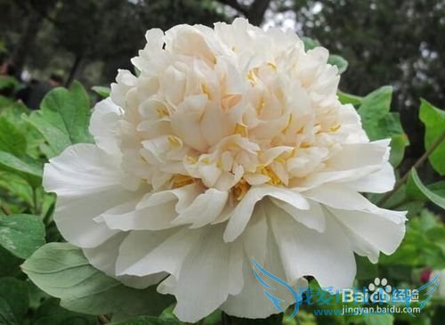 清明小长假,自驾赏花攻略