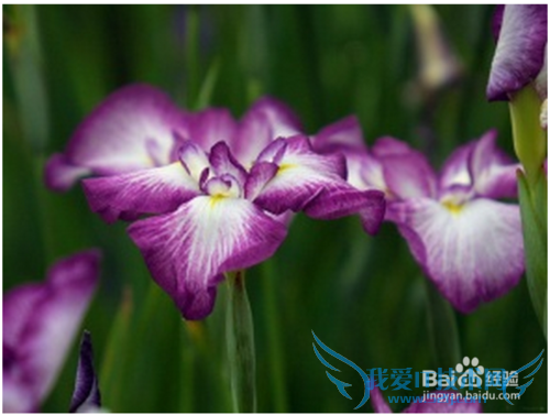 清明小长假,自驾赏花攻略