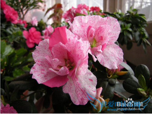 清明小长假,自驾赏花攻略