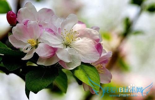 清明小长假,自驾赏花攻略