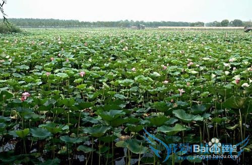 周末出游白洋淀攻略