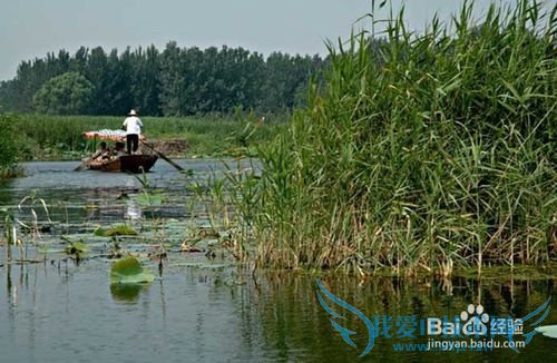 周末出游白洋淀攻略