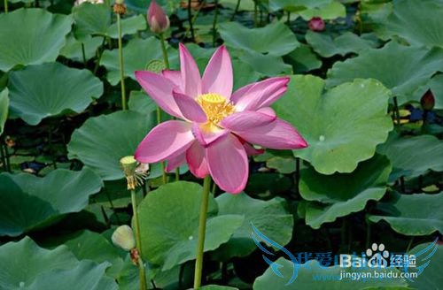 周末出游白洋淀攻略