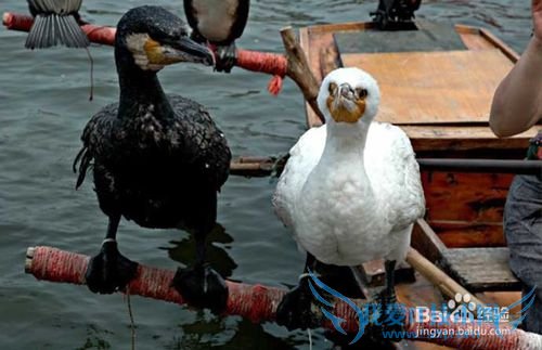 周末出游白洋淀攻略