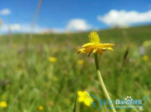 大美青海 雪域果洛