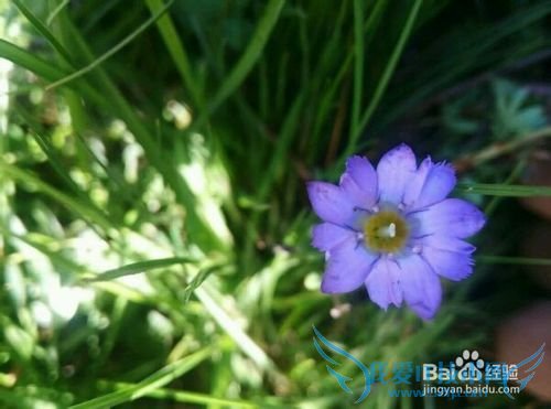 大美青海 雪域果洛