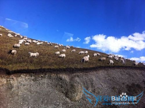 大美青海 雪域果洛