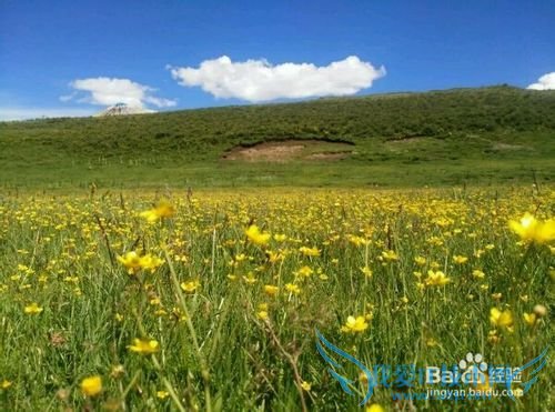 大美青海 雪域果洛