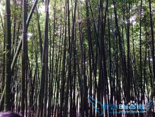 杭州旅游五步走战略