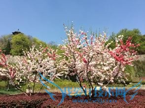 春天南京有哪些公园免费