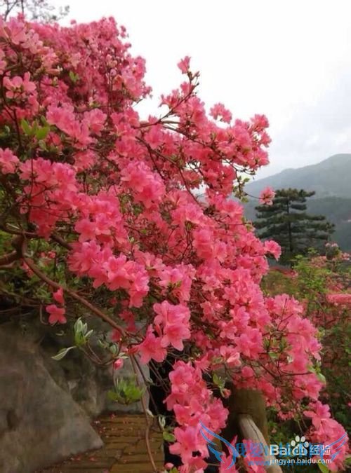 武汉旅游攻略之大武汉年卡