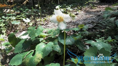 明月山旅游攻略&云谷风瀑
