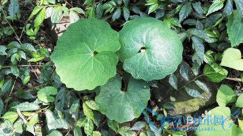 明月山旅游攻略&云谷风瀑