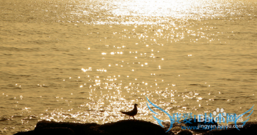 鼓浪屿旅游攻略