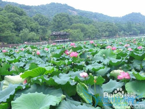 到杭州旅游,这些地方你去过吗?