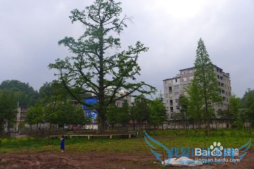 苏马荡旅游攻略