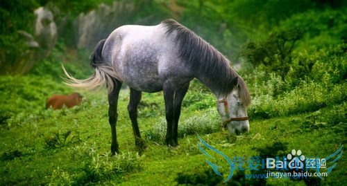 苏马荡旅游攻略