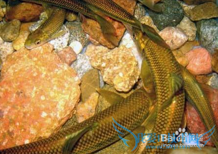 ̩�����ι���֮�һ���