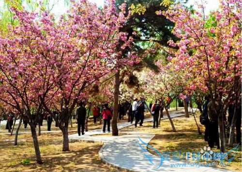 北京春天周末去那里游玩?