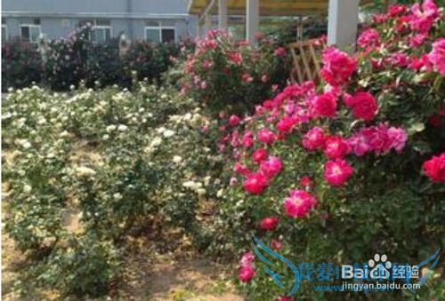 北京春天周末去那里游玩?