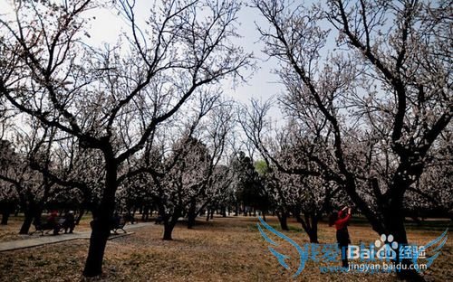 北京春天周末去那里游玩?