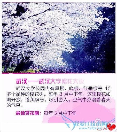 去哪儿看樱花/如何赏花/几月份去