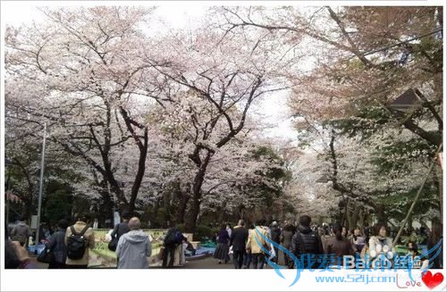 去哪儿看樱花/如何赏花/几月份去