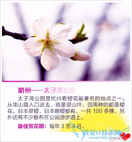 去哪儿看樱花/如何赏花/几月份去