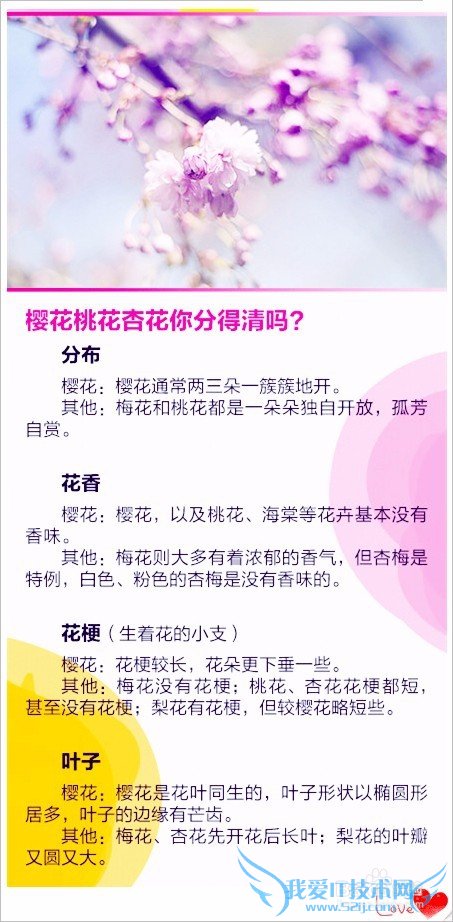 去哪儿看樱花/如何赏花/几月份去