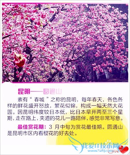 去哪儿看樱花/如何赏花/几月份去