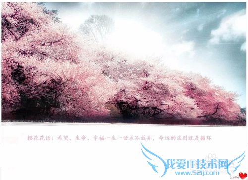 去哪儿看樱花/如何赏花/几月份去