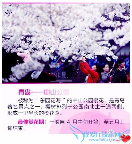 去哪儿看樱花/如何赏花/几月份去