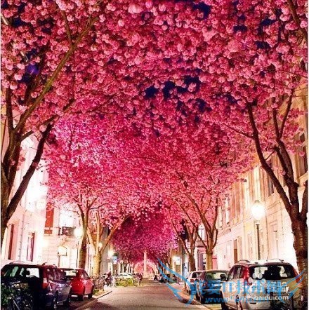 去哪儿看樱花/如何赏花/几月份去