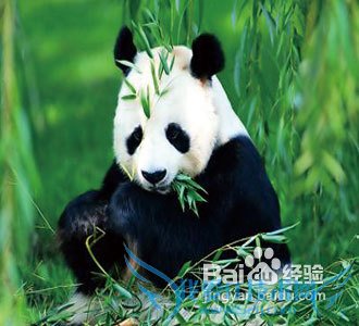 四川旅游线路攻略