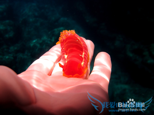 毛里求斯旅游景点推荐